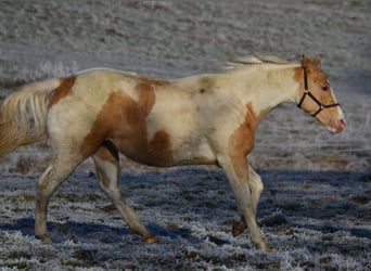 Paint Horse, Giumenta, 2 Anni, 155 cm, Champagne
