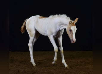 Paint Horse, Giumenta, 2 Anni, 155 cm, Champagne