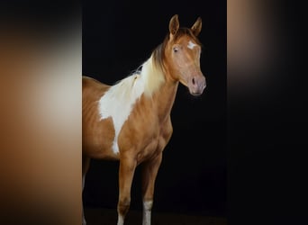 Paint Horse, Giumenta, 2 Anni, 155 cm, Pezzato