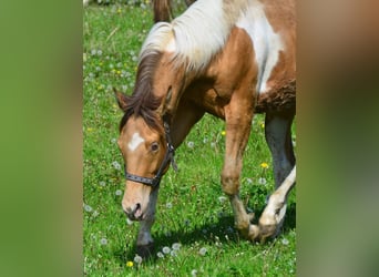 Paint Horse, Giumenta, 2 Anni, 155 cm, Pezzato