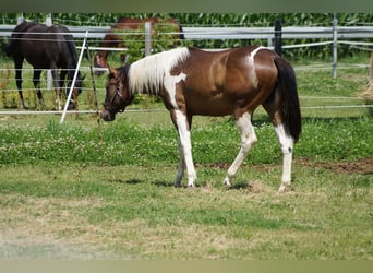 Paint Horse, Giumenta, 2 Anni, 155 cm, Tobiano-tutti i colori