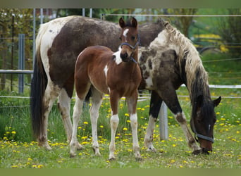 Paint Horse, Giumenta, 2 Anni, 155 cm, Tobiano-tutti i colori