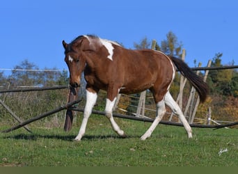 Paint Horse, Giumenta, 2 Anni, 155 cm, Tobiano-tutti i colori