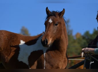 Paint Horse, Giumenta, 2 Anni, 155 cm, Tobiano-tutti i colori