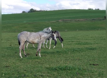 Paint Horse, Giumenta, 2 Anni, 158 cm, Overo-tutti i colori