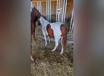 Paint Horse, Giumenta, 2 Anni, Tobiano-tutti i colori