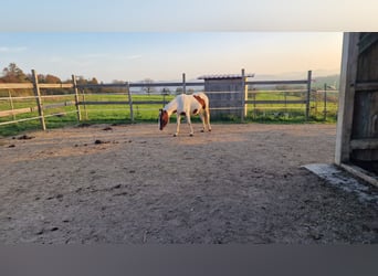 Paint Horse, Giumenta, 2 Anni, Tobiano-tutti i colori