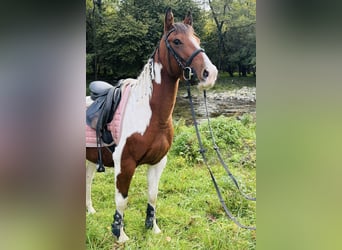 Paint Horse, Giumenta, 3 Anni, 143 cm, Pezzato