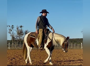 Paint Horse, Giumenta, 3 Anni, 145 cm, Tobiano-tutti i colori