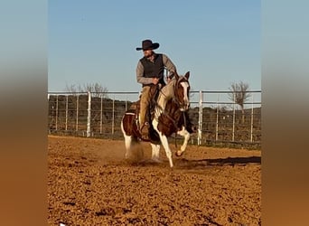 Paint Horse, Giumenta, 3 Anni, 145 cm, Tobiano-tutti i colori