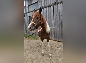 Paint Horse, Giumenta, 3 Anni, 147 cm, Tobiano-tutti i colori