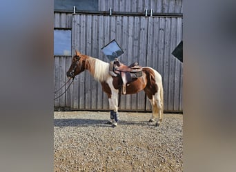 Paint Horse, Giumenta, 3 Anni, 147 cm, Tobiano-tutti i colori