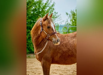 Paint Horse, Giumenta, 3 Anni, 150 cm, Sauro