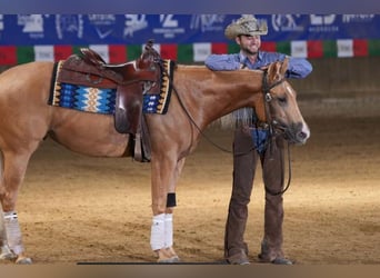 Paint Horse, Giumenta, 3 Anni, 154 cm, Palomino