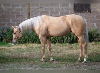 Paint Horse, Giumenta, 3 Anni, 154 cm, Palomino