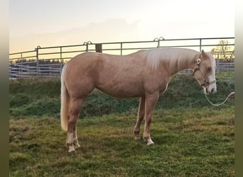 Paint Horse, Giumenta, 3 Anni, Palomino