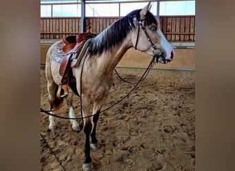 Paint Horse, Giumenta, 3 Anni, Pelle di daino