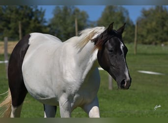 Paint Horse, Giumenta, 3 Anni, Tobiano-tutti i colori