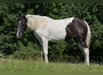 Paint Horse, Giumenta, 3 Anni, Tobiano-tutti i colori