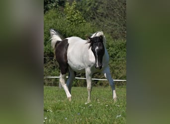 Paint Horse, Giumenta, 3 Anni, Tobiano-tutti i colori