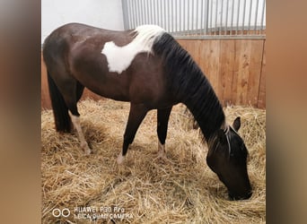 Paint Horse Mix, Giumenta, 3 Anni, Tobiano-tutti i colori