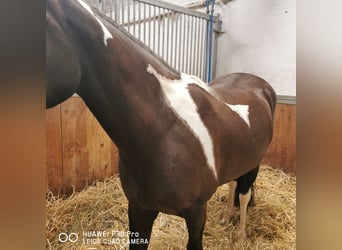 Paint Horse Mix, Giumenta, 3 Anni, Tobiano-tutti i colori