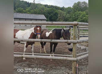 Paint Horse Mix, Giumenta, 3 Anni, Tobiano-tutti i colori