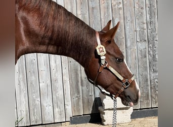 Paint Horse, Giumenta, 4 Anni, 142 cm, Sauro