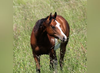 Paint Horse, Giumenta, 4 Anni, 148 cm, Overo-tutti i colori