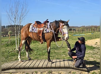 Paint Horse, Giumenta, 4 Anni, 150 cm, Overo-tutti i colori
