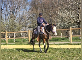Paint Horse, Giumenta, 4 Anni, 150 cm, Overo-tutti i colori