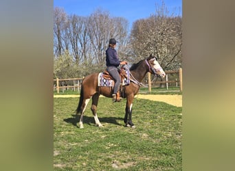 Paint Horse, Giumenta, 4 Anni, 150 cm, Overo-tutti i colori