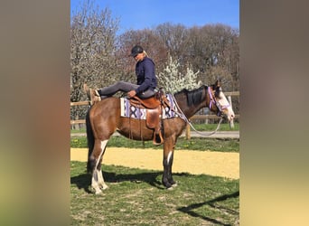 Paint Horse, Giumenta, 4 Anni, 150 cm, Overo-tutti i colori