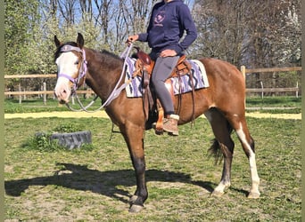 Paint Horse, Giumenta, 4 Anni, 150 cm, Overo-tutti i colori