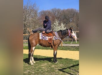 Paint Horse, Giumenta, 4 Anni, 150 cm, Overo-tutti i colori