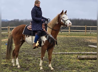 Paint Horse Mix, Giumenta, 4 Anni, 150 cm, Pezzato