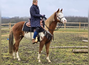 Paint Horse Mix, Giumenta, 4 Anni, 150 cm, Pezzato