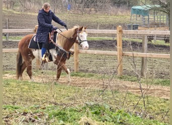 Paint Horse Mix, Giumenta, 4 Anni, 150 cm, Pezzato