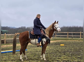 Paint Horse Mix, Giumenta, 4 Anni, 150 cm, Pezzato