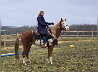 Paint Horse Mix, Giumenta, 4 Anni, 150 cm, Pezzato