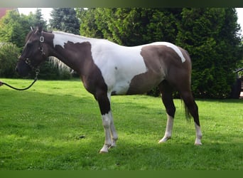 Paint Horse, Giumenta, 4 Anni, 152 cm, Grullo