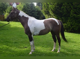 Paint Horse, Giumenta, 4 Anni, 152 cm, Grullo