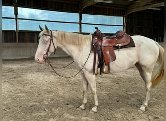 Paint Horse, Giumenta, 4 Anni, 152 cm, Perlino