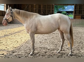 Paint Horse, Giumenta, 4 Anni, 152 cm, Perlino