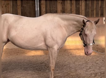 Paint Horse, Giumenta, 4 Anni, 152 cm, Perlino