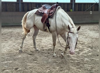 Paint Horse, Giumenta, 4 Anni, 152 cm, Perlino