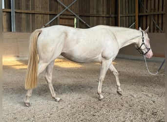 Paint Horse, Giumenta, 4 Anni, 152 cm, Perlino