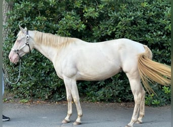 Paint Horse, Giumenta, 4 Anni, 152 cm, Perlino