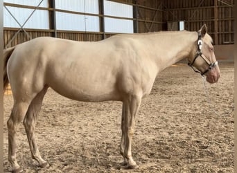 Paint Horse, Giumenta, 4 Anni, 152 cm, Perlino