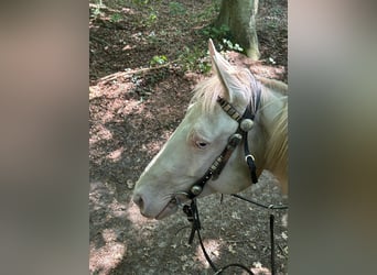 Paint Horse, Giumenta, 4 Anni, 152 cm, Perlino